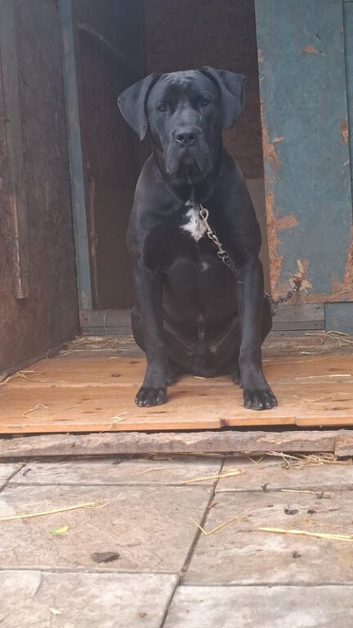 Male presa canario