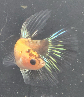 150 galexy koi bettas available
