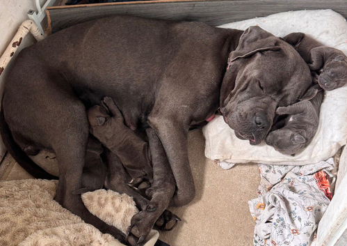 Beautiful American bulldog x cane corso