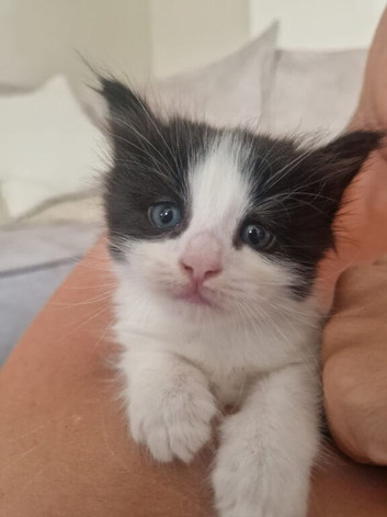 10 week old fluffy girl kitten