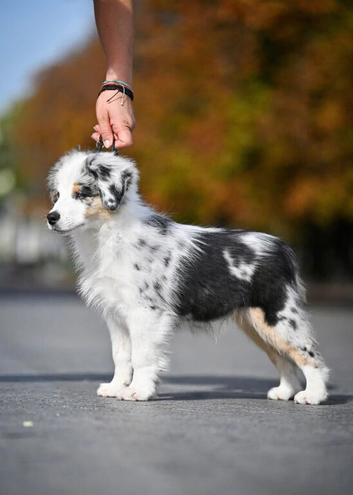 Miniature American Shepherds