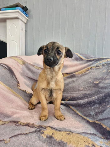 2 puppies looking for new homes
