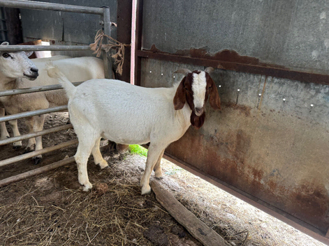 1 year old purebred Boer billy