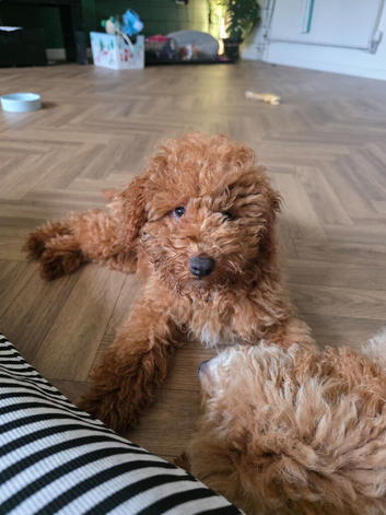 Male minipoo