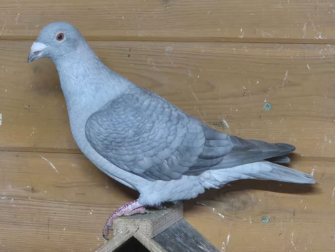 Opal spread racing pigeons