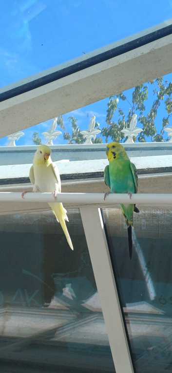 Breeding pair of budgies