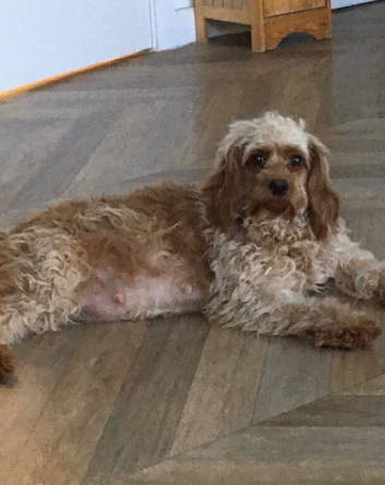 Extensively DNA clear female adult cavapoo
