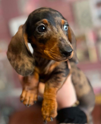 Miniature Dachshund