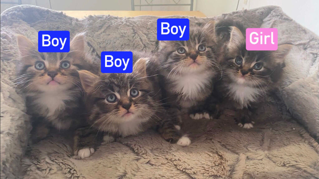 Fully Siberian kitten