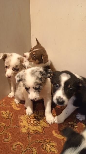 Traditional and Merle Border Collie Puppies