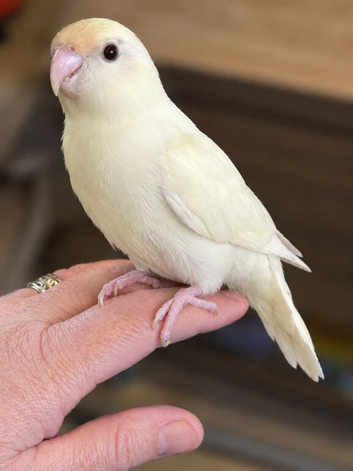 Hand reared baby Kakarikis