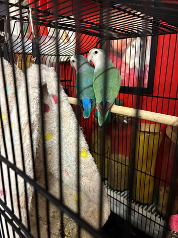 2 love birds