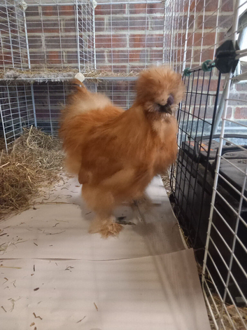 USA Silkie breeding pair