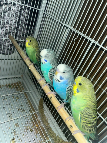 black winged budgies