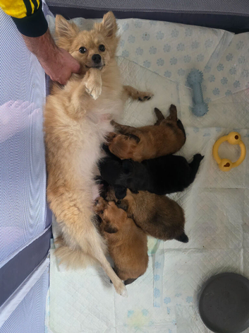 Pomapoo