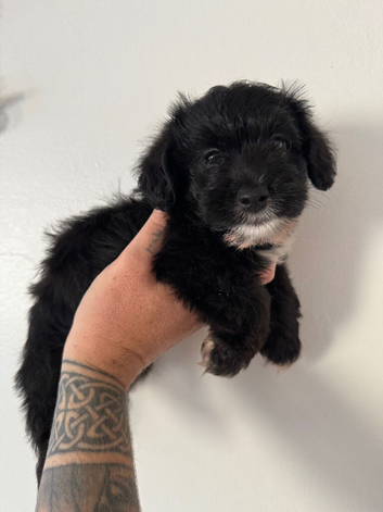 Toy poodle x miniature jack boys