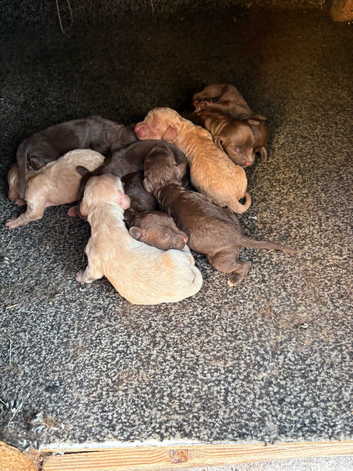 Cockapoo puppies 4 available