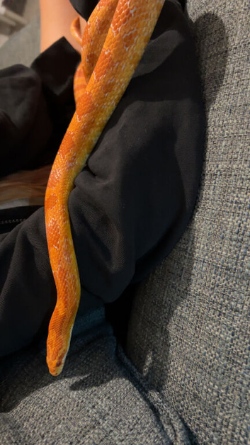Corn snake with vivarium