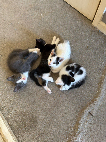 Kitten for sale