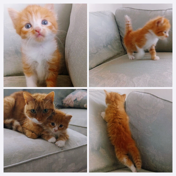 Kittens mixed breed