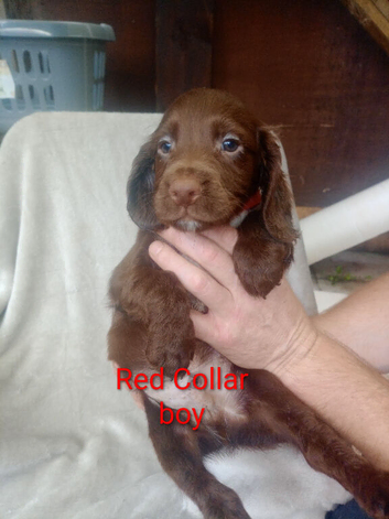Sprocker puppies