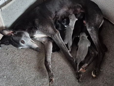 2 LEFT! Collie/Whippet/Grey Lurcher Puppies