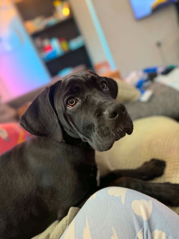 Cane Corso for re homing