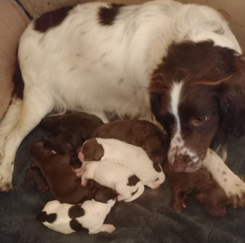 Sprocker puppies