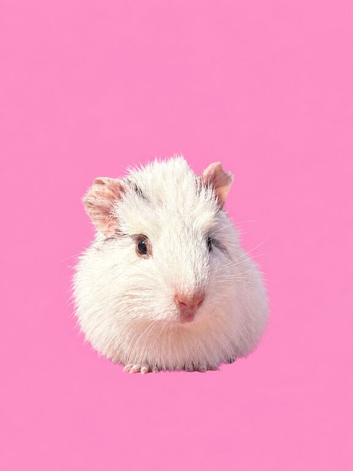 Gorgeous guinea pigs