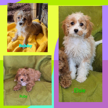 Beautiful Cavapoo Puppies