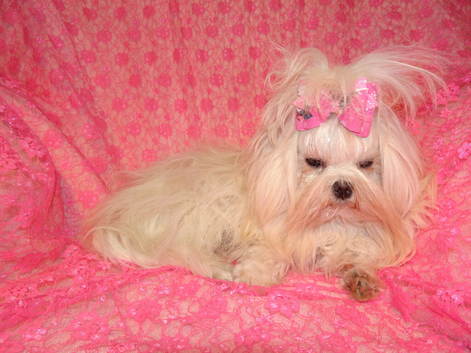 Gorgeous Babydoll KC Registered Korean Maltese Girl 2 Years Old