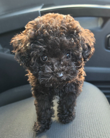 Asian toy poodle girls available ready for walks
