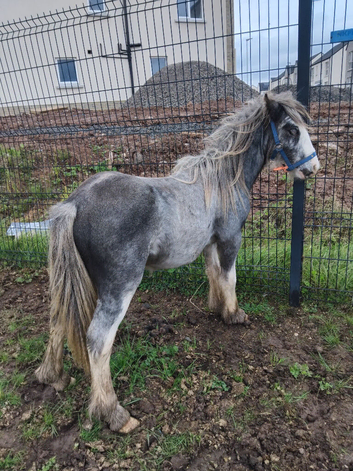 Yearling colt