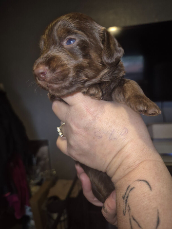 Doxiepoos for sale