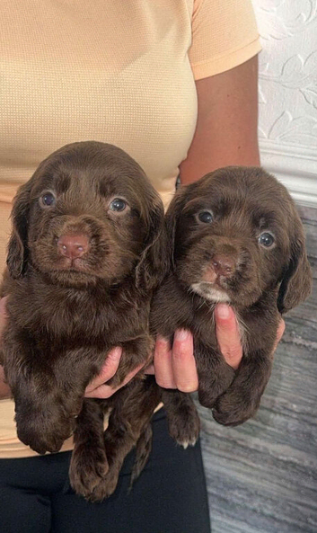 7 Cocker spaniel