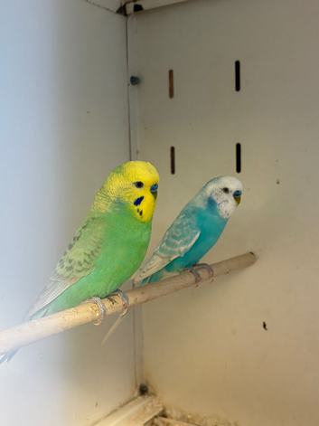 2 Cock Budgies