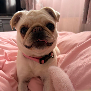 Beautiful girl pug