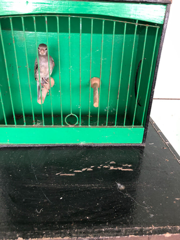 Blue Irish Canary Male