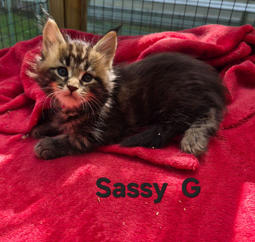 Maine Coon kittens for sale