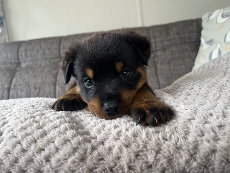 Stunning Rotti pups