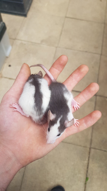 Males and females rats