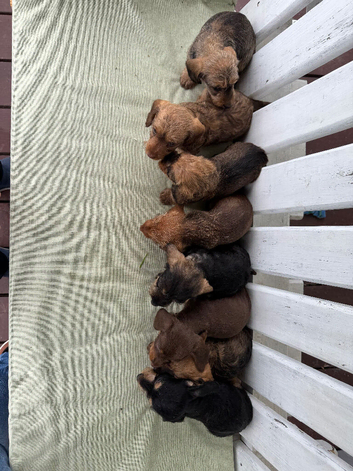 Mini Wire Haired Dachshund Pups