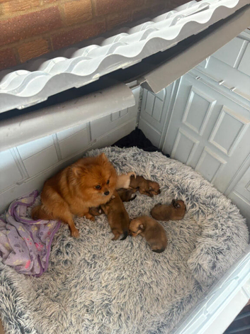 Puppies 4 female 2 males