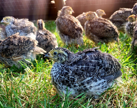 Coturnix quail