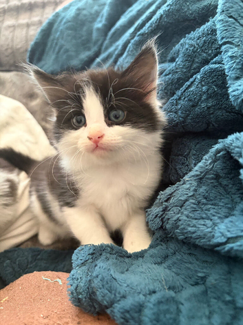 2x male kittens