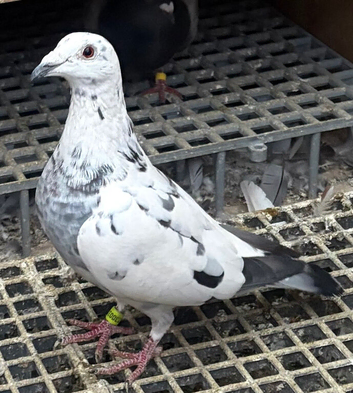 Racing pigeons Grizzle