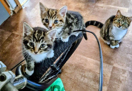 Kiten