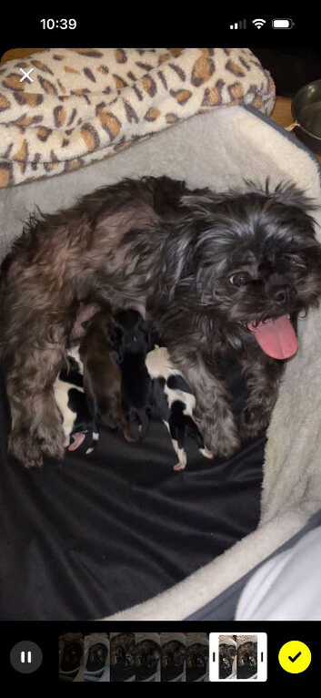 Shih Tzu puppies for sale
