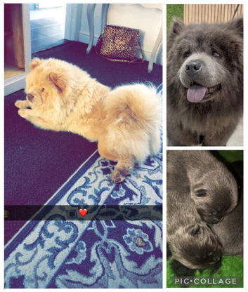 Beautiful chow chow babies