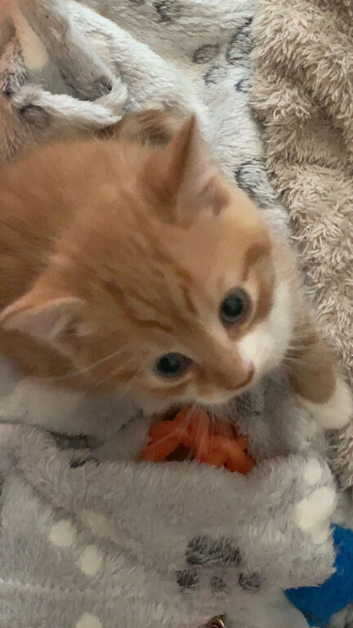 Ginger kitten